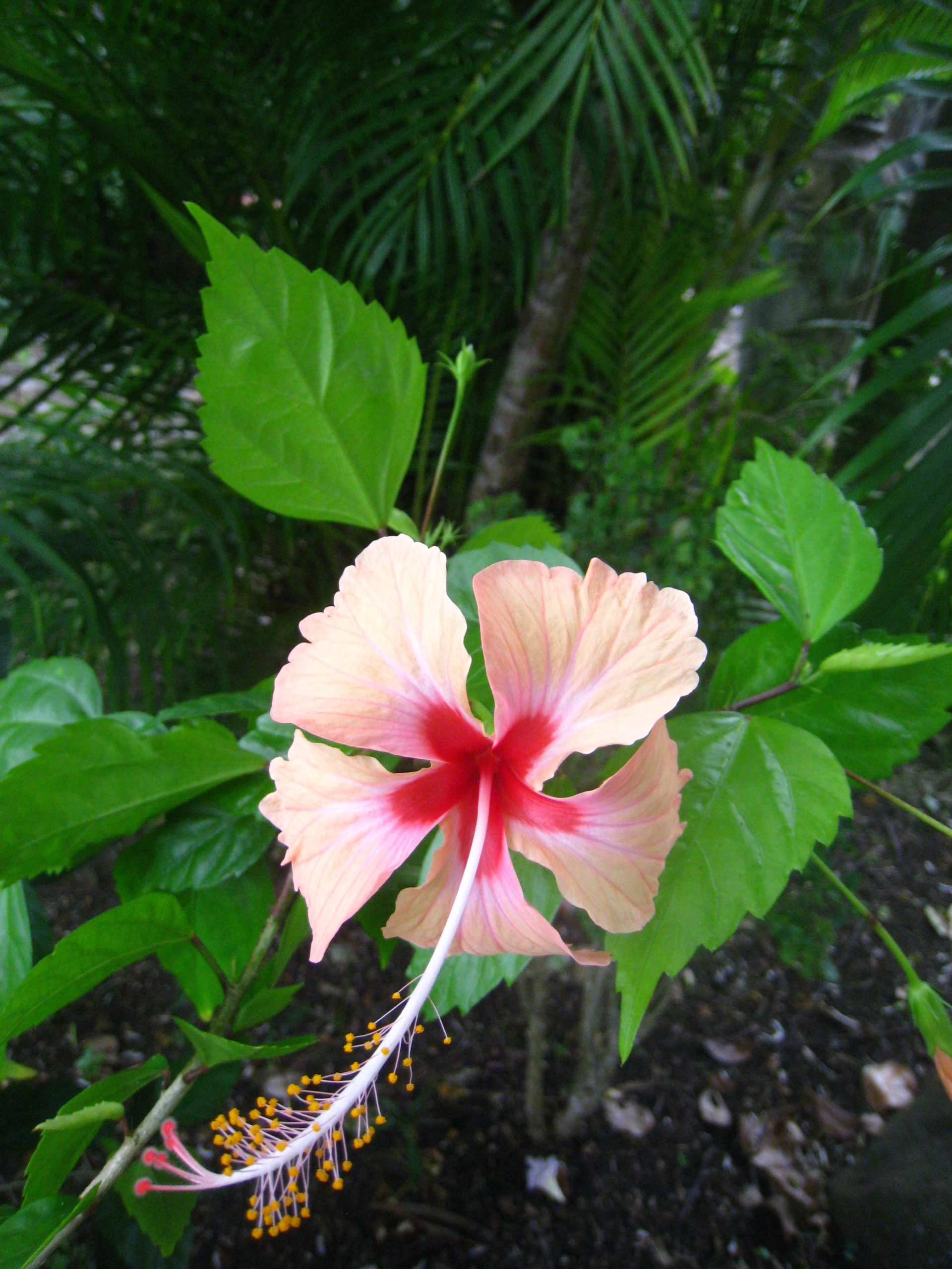 Bequia Summer 04